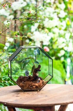 Handmade Octagon Glass Geometric Terrarium With Side Vent, Spider Terrarium, Jumping Spider/Snail Terrarium, Jumping Spider Enclosure -Terrarium Plant Hub IMG 6992