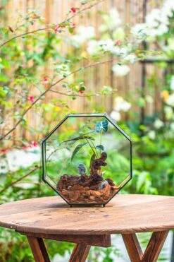 Handmade Octagon Glass Geometric Terrarium With Side Vent, Spider Terrarium, Jumping Spider/Snail Terrarium, Jumping Spider Enclosure -Terrarium Plant Hub IMG 6993