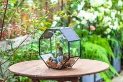 Handmade Octagon Glass Geometric Terrarium With Side Vent, Spider Terrarium, Jumping Spider/Snail Terrarium, Jumping Spider Enclosure -Terrarium Plant Hub IMG 7030