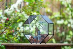 Handmade Octagon Glass Geometric Terrarium With Side Vent, Spider Terrarium, Jumping Spider/Snail Terrarium, Jumping Spider Enclosure -Terrarium Plant Hub IMG 7031