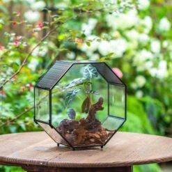 Handmade Octagon Glass Geometric Terrarium With Side Vent, Spider Terrarium, Jumping Spider/Snail Terrarium, Jumping Spider Enclosure -Terrarium Plant Hub IMG 7033 b5dfde5b 0a18 4969 b931 7f111f59835c