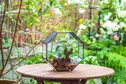Handmade Octagon Glass Geometric Terrarium With Side Vent, Spider Terrarium, Jumping Spider/Snail Terrarium, Jumping Spider Enclosure -Terrarium Plant Hub IMG 7034 86132dd1 02ce 4193 9b28 6967faff1c83