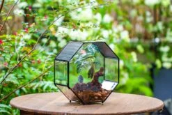Handmade Octagon Glass Geometric Terrarium With Side Vent, Spider Terrarium, Jumping Spider/Snail Terrarium, Jumping Spider Enclosure -Terrarium Plant Hub IMG 7035 51232fc2 60ee 4bae bfaa 0990a3d2eeff