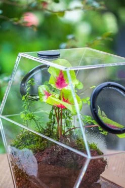Handmade Extra Large Acrylic Hexagon Watertight Enclosure Terrarium With Mesh Vents, Feed Hole For Insects, Vivarium, Enclosure Only -Terrarium Plant Hub IMG 7049 8fea0902 6161 48d6 8e08 4aa2e862d8b4