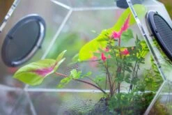 Handmade Extra Large Acrylic Hexagon Watertight Enclosure Terrarium With Mesh Vents, Feed Hole For Insects, Vivarium, Enclosure Only -Terrarium Plant Hub IMG 7062