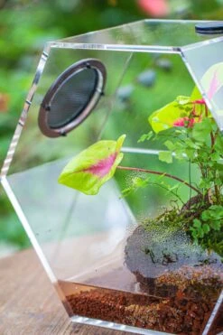 Handmade Extra Large Acrylic Hexagon Watertight Enclosure Terrarium With Mesh Vents, Feed Hole For Insects, Vivarium, Enclosure Only -Terrarium Plant Hub IMG 7065