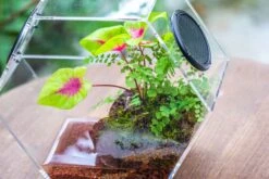 Handmade Extra Large Acrylic Hexagon Watertight Enclosure Terrarium With Mesh Vents, Feed Hole For Insects, Vivarium, Enclosure Only -Terrarium Plant Hub IMG 7067