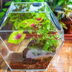 Handmade Extra Large Acrylic Hexagon Watertight Enclosure Terrarium With Mesh Vents, Feed Hole For Insects, Vivarium, Enclosure Only -Terrarium Plant Hub IMG 7071 2