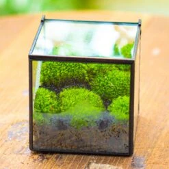 Cube Mini 4 Inches Moss Geometric Glass Terrarium DIY Set 25 Cube Mini 4 Inches Moss Geometric Glass Terrarium DIY Set -Terrarium Plant Hub IMG 7106 1
