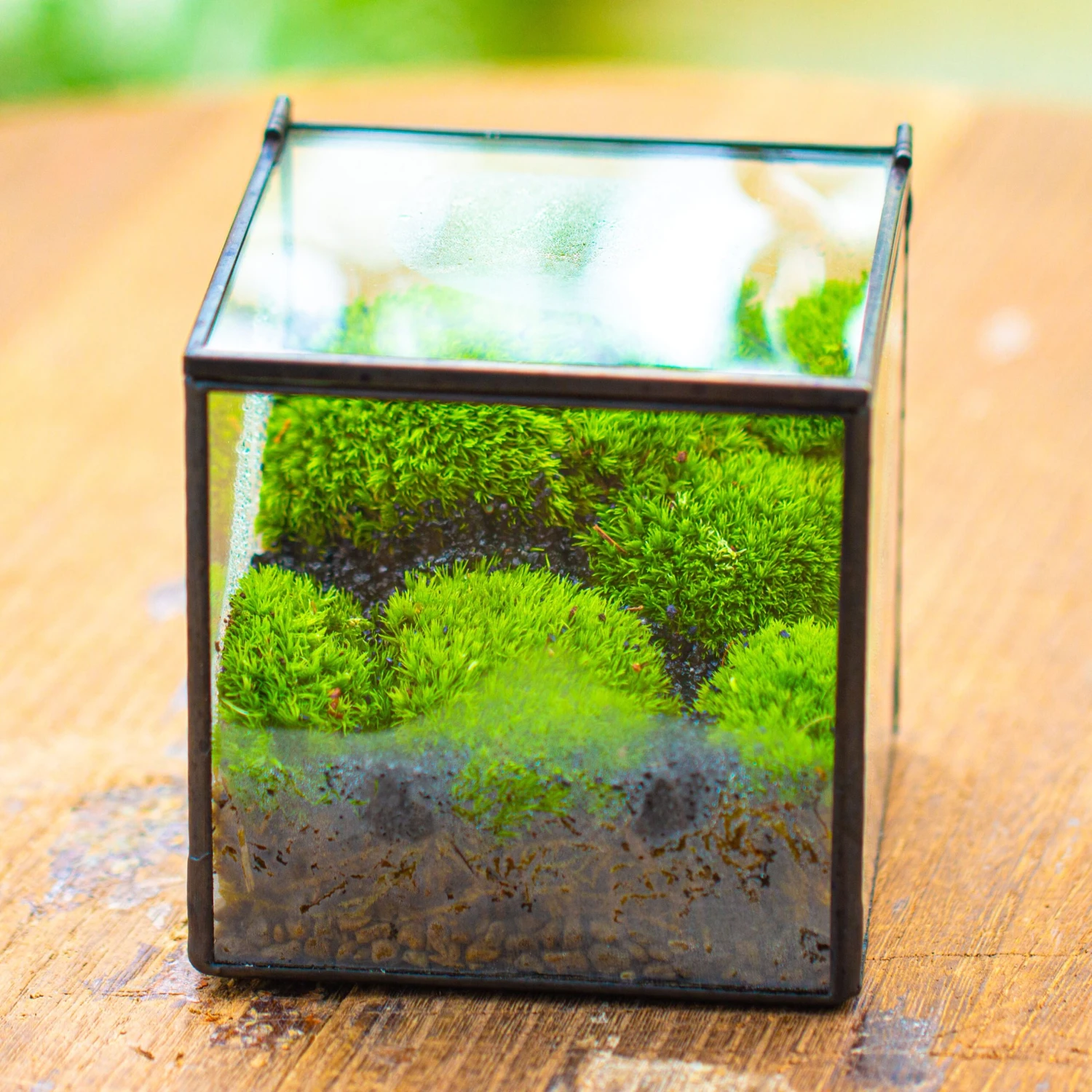 Cube Mini 4 Inches Moss Geometric Glass Terrarium DIY Set 6 Cube Mini 4 Inches Moss Geometric Glass Terrarium DIY Set - Image 4