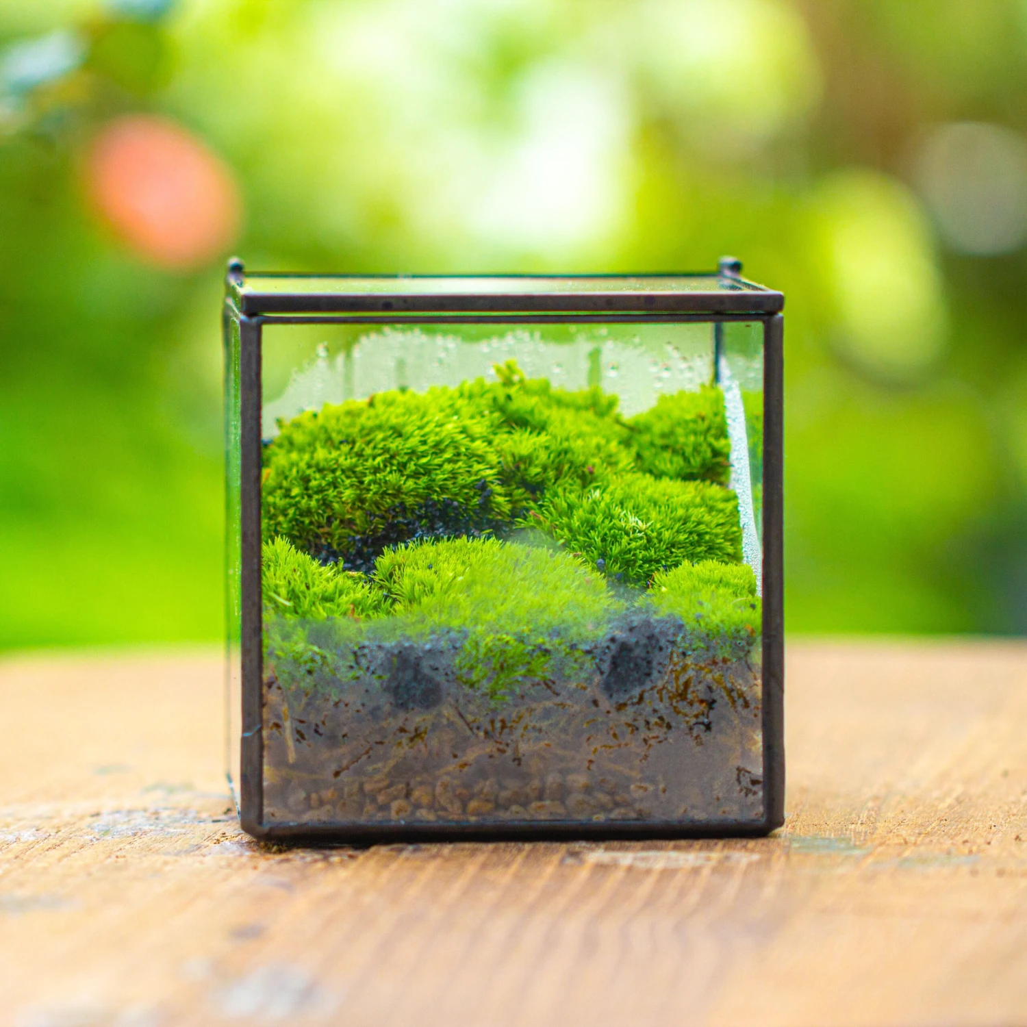 Cube Mini 4 Inches Moss Geometric Glass Terrarium DIY Set 4 Cube Mini 4 Inches Moss Geometric Glass Terrarium DIY Set - Image 2