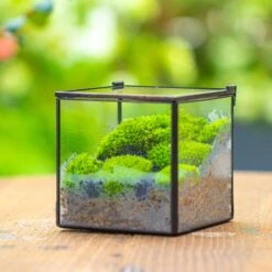 Cube Mini 4 Inches Moss Geometric Glass Terrarium DIY Set 27 Cube Mini 4 Inches Moss Geometric Glass Terrarium DIY Set -Terrarium Plant Hub IMG 7111 1
