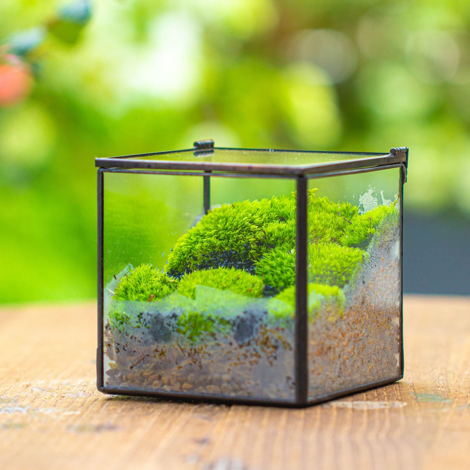 Cube Mini 4 Inches Moss Geometric Glass Terrarium DIY Set 8 Cube Mini 4 Inches Moss Geometric Glass Terrarium DIY Set - Image 6