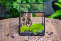 2-6" / 5-15cm Cutted Flat Bottom Natural Ohko Dragon Stone Rock For Terrarium, Aquarium Bonsai Landscape, 2kg/4.4lb, With DIY Tools -Terrarium Plant Hub IMG 7111