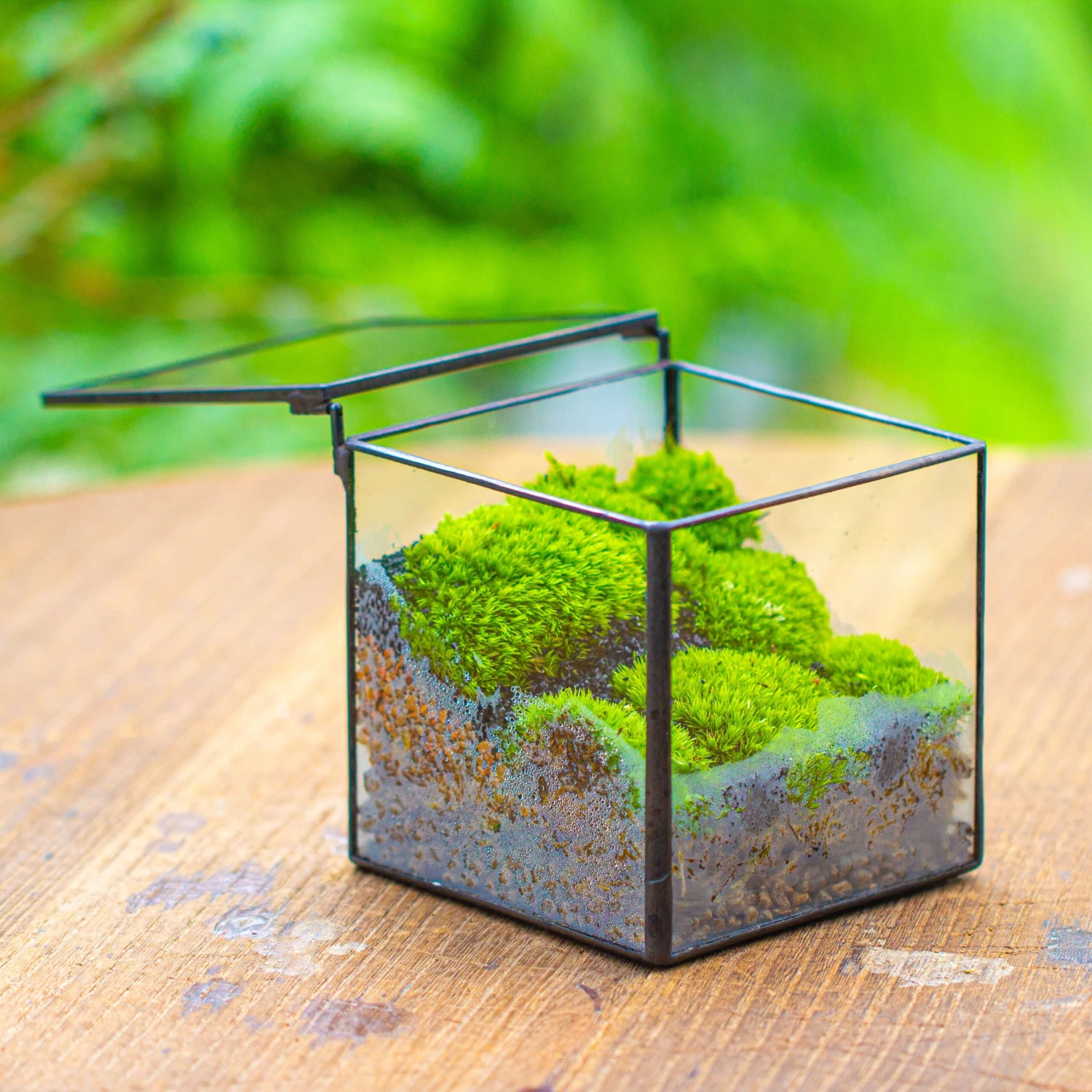 Cube Mini 4 Inches Moss Geometric Glass Terrarium DIY Set 3 Cube Mini 4 Inches Moss Geometric Glass Terrarium DIY Set