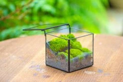 Cube Mini 4 Inches Moss Geometric Glass Terrarium DIY Set 30 Cube Mini 4 Inches Moss Geometric Glass Terrarium DIY Set -Terrarium Plant Hub IMG 7115