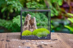 2-6" / 5-15cm Cutted Flat Bottom Natural Ohko Dragon Stone Rock For Terrarium, Aquarium Bonsai Landscape, 2kg/4.4lb, With DIY Tools -Terrarium Plant Hub IMG 7116