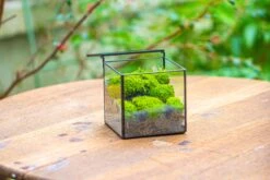 Cube Mini 4 Inches Moss Geometric Glass Terrarium DIY Set 31 Cube Mini 4 Inches Moss Geometric Glass Terrarium DIY Set -Terrarium Plant Hub IMG 7116 69f3d9da 7fa3 46d1 b40d a586988b9e0e