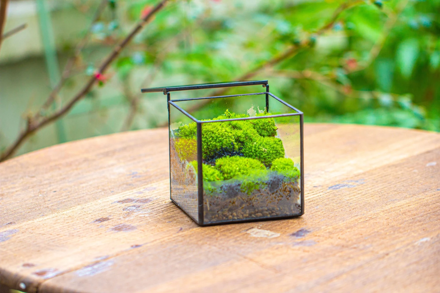 Cube Mini 4 Inches Moss Geometric Glass Terrarium DIY Set 12 Cube Mini 4 Inches Moss Geometric Glass Terrarium DIY Set - Image 10
