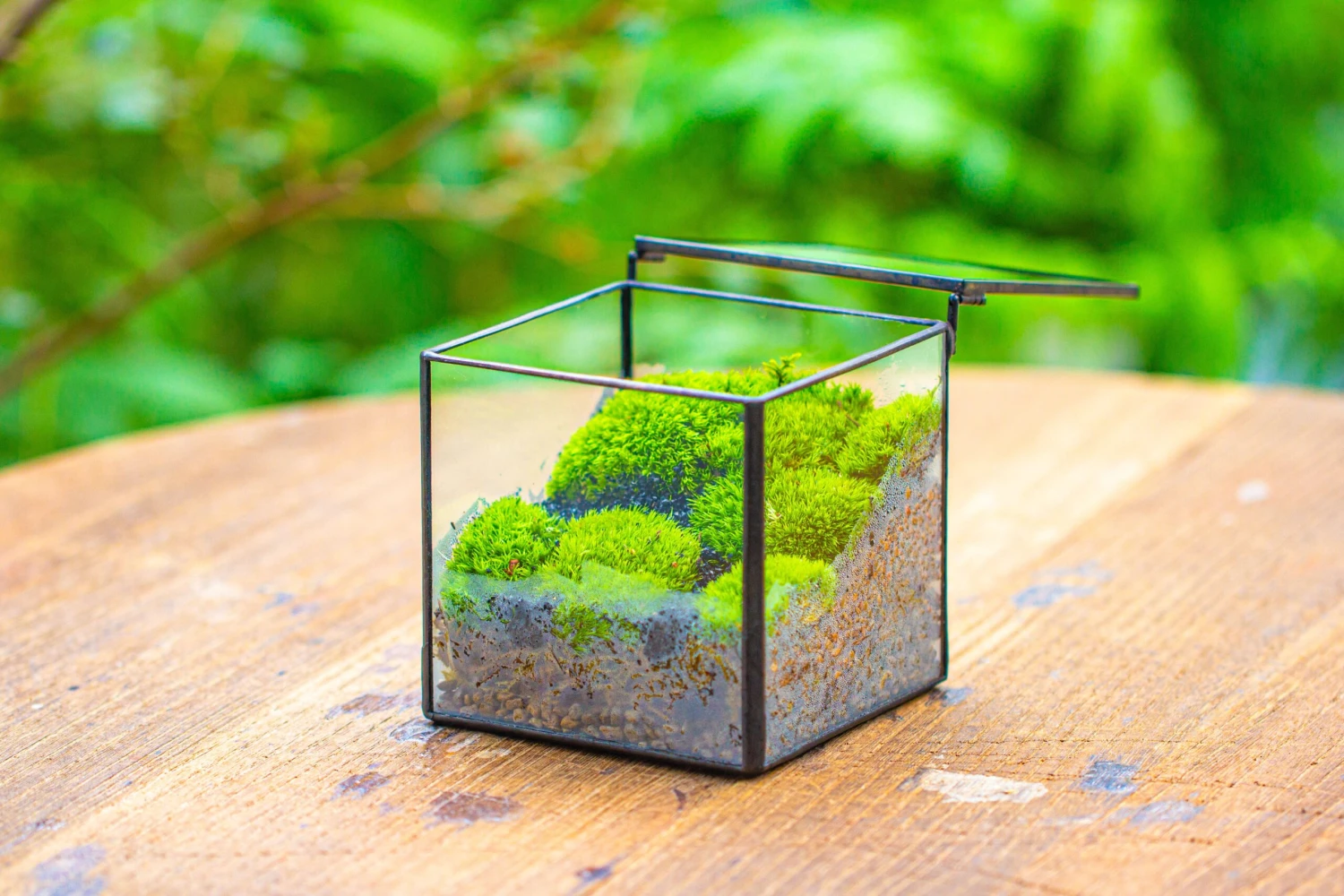 Cube Mini 4 Inches Moss Geometric Glass Terrarium DIY Set 13 Cube Mini 4 Inches Moss Geometric Glass Terrarium DIY Set - Image 11