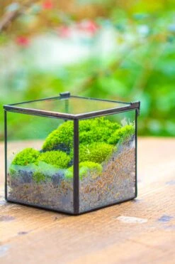 Handmade Cube Mini 4 Inches Close Geometric Glass Tin Terrarium, Greenhouse Planter For Moss, Christmas Gift, Terrarium Only -Terrarium Plant Hub IMG 7118 1