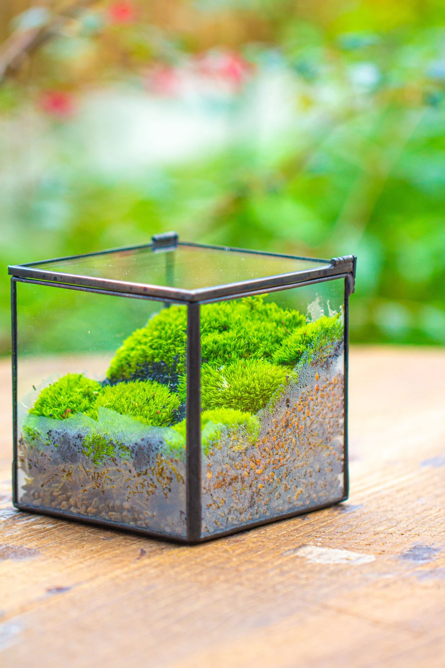 Cube Mini 4 Inches Moss Geometric Glass Terrarium DIY Set 14 Cube Mini 4 Inches Moss Geometric Glass Terrarium DIY Set - Image 12