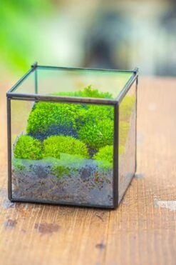 Handmade Cube Mini 4 Inches Close Geometric Glass Tin Terrarium, Greenhouse Planter For Moss, Christmas Gift, Terrarium Only -Terrarium Plant Hub IMG 7119 1
