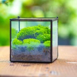 Cube Mini 4 Inches Moss Geometric Glass Terrarium DIY Set 24 Cube Mini 4 Inches Moss Geometric Glass Terrarium DIY Set -Terrarium Plant Hub IMG 7120 1