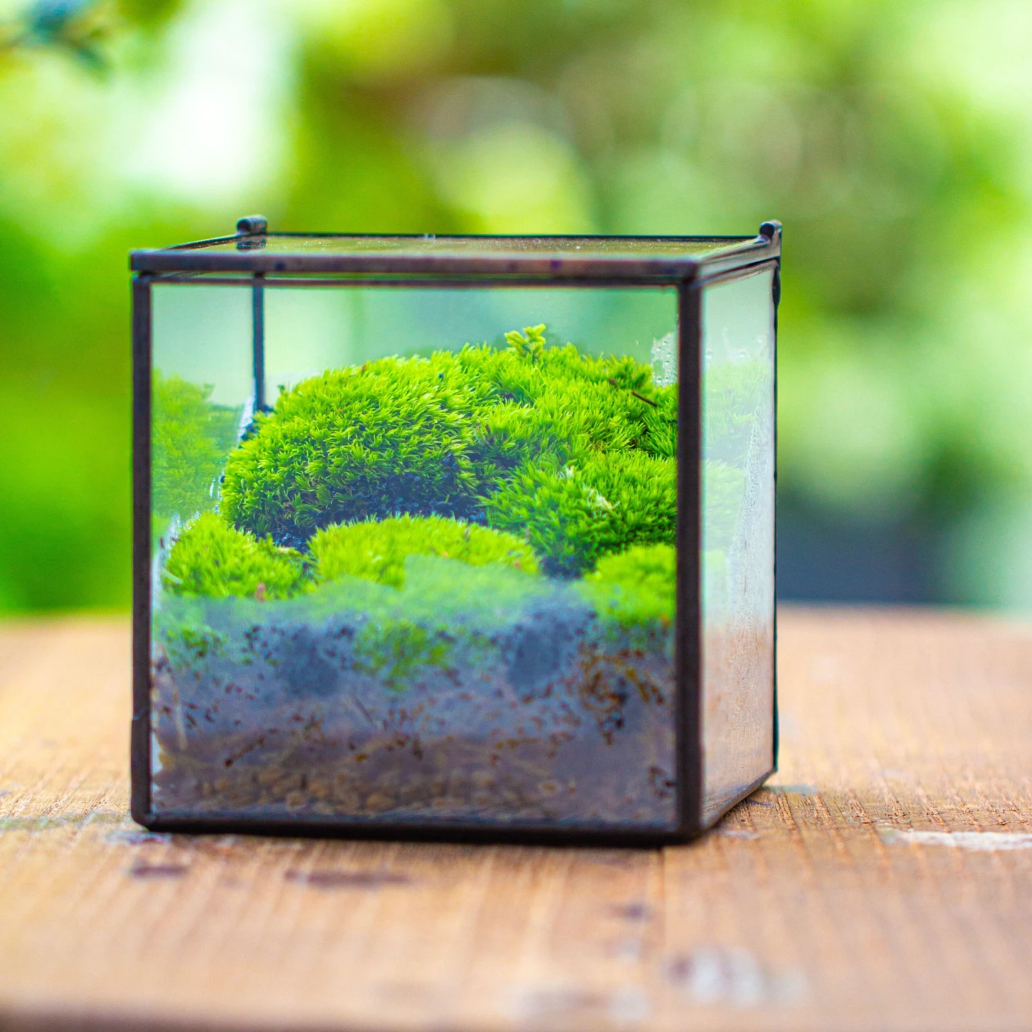 Cube Mini 4 Inches Moss Geometric Glass Terrarium DIY Set 5 Cube Mini 4 Inches Moss Geometric Glass Terrarium DIY Set - Image 3