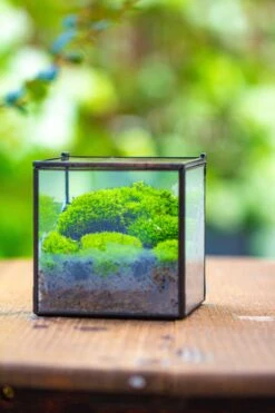 Handmade Cube Mini 4 Inches Close Geometric Glass Tin Terrarium, Greenhouse Planter For Moss, Christmas Gift, Terrarium Only -Terrarium Plant Hub IMG 7120 2