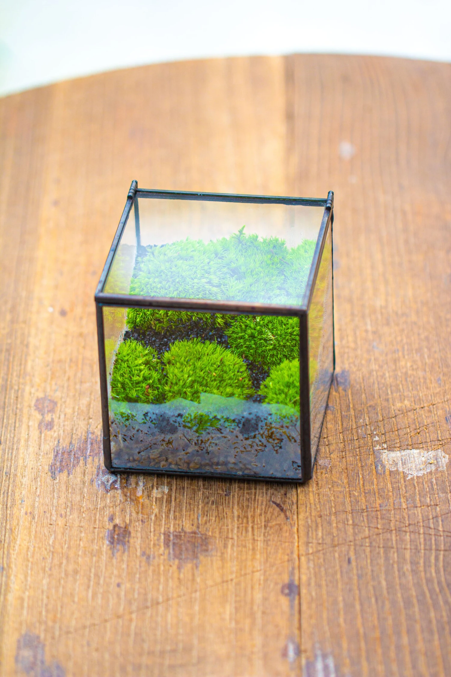 Cube Mini 4 Inches Moss Geometric Glass Terrarium DIY Set 7 Cube Mini 4 Inches Moss Geometric Glass Terrarium DIY Set - Image 5