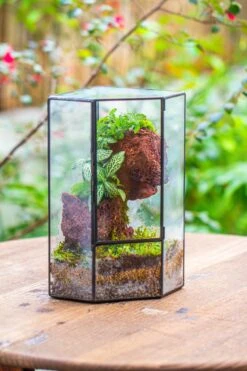 Small Version Handmade Glass Terrarium With Door For Plant, Moss Wall, Closed Geometric Tin Pentagon Planter 27 Small Version Handmade Glass Terrarium With Door For Plant, Moss Wall, Closed Geometric Tin Pentagon Planter -Terrarium Plant Hub IMG 7122 2
