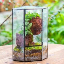 Small Version Handmade Glass Terrarium With Door For Plant, Moss Wall, Closed Geometric Tin Pentagon Planter 24 Small Version Handmade Glass Terrarium With Door For Plant, Moss Wall, Closed Geometric Tin Pentagon Planter -Terrarium Plant Hub IMG 7122 3