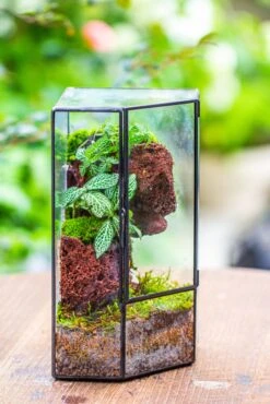 Small Version Handmade Glass Terrarium With Door For Plant, Moss Wall, Closed Geometric Tin Pentagon Planter 28 Small Version Handmade Glass Terrarium With Door For Plant, Moss Wall, Closed Geometric Tin Pentagon Planter -Terrarium Plant Hub IMG 7123