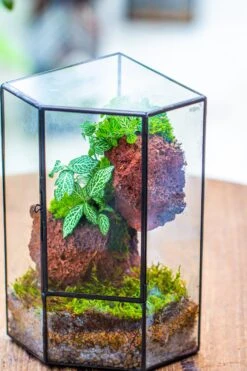 Small Version Handmade Glass Terrarium With Door For Plant, Moss Wall, Closed Geometric Tin Pentagon Planter 25 Small Version Handmade Glass Terrarium With Door For Plant, Moss Wall, Closed Geometric Tin Pentagon Planter -Terrarium Plant Hub IMG 7125