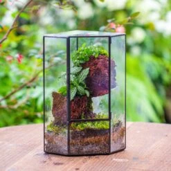 Small Version Handmade Glass Terrarium With Door For Plant, Moss Wall, Closed Geometric Tin Pentagon Planter 31 Small Version Handmade Glass Terrarium With Door For Plant, Moss Wall, Closed Geometric Tin Pentagon Planter -Terrarium Plant Hub IMG 7127 2