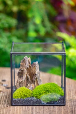 2-6" / 5-15cm Cutted Flat Bottom Natural Ohko Dragon Stone Rock For Terrarium, Aquarium Bonsai Landscape, 2kg/4.4lb, With DIY Tools -Terrarium Plant Hub IMG 7128