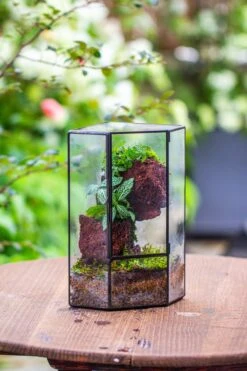 Small Version Handmade Glass Terrarium With Door For Plant, Moss Wall, Closed Geometric Tin Pentagon Planter 32 Small Version Handmade Glass Terrarium With Door For Plant, Moss Wall, Closed Geometric Tin Pentagon Planter -Terrarium Plant Hub IMG 7129