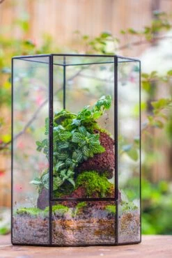 Handmade Close Geometric Tin Glass Corner Terrarium With Door, For Corner, Shelf -Terrarium Plant Hub IMG 7136