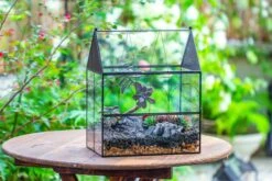 Large Vintage House Shape Insect Terrarium With Vent For Tarantulas, Mantis, Stick Insects -13" -Terrarium Plant Hub IMG 7156