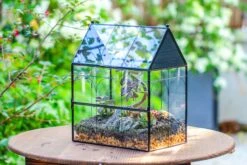 Large Vintage House Shape Insect Terrarium With Vent For Tarantulas, Mantis, Stick Insects -13" -Terrarium Plant Hub IMG 7159