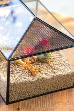 Handmade Medium House Shape Terrarium Enclosure With Mesh Vent For Insects, Terrarium Only -Terrarium Plant Hub IMG 7186