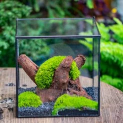 Preserved Forever Leucobryum Moss Cushion Moss , Natural Green 20x50cm, For DIY Moss Terrarium, Miniature, Centerpiece, Micro Landscape, No Maintenence -Terrarium Plant Hub IMG 7189