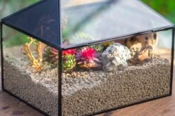 Handmade Medium House Shape Terrarium Enclosure With Mesh Vent For Insects, Terrarium Only -Terrarium Plant Hub IMG 7189 2a2c5642 6758 4749 a48e 0ae3ed21dee0