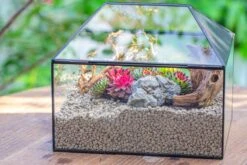 Handmade Medium House Shape Terrarium Enclosure With Mesh Vent For Insects, Terrarium Only -Terrarium Plant Hub IMG 7198 216b4363 3084 4401 8d50 6e5fa48fef4d