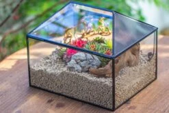 Handmade Medium House Shape Terrarium Enclosure With Mesh Vent For Insects, Terrarium Only -Terrarium Plant Hub IMG 7202 86dcaaef ef19 4787 92e8 b232109246cd