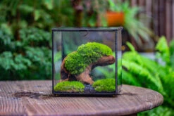 Natural Driftwood For Moss Terrarium, Miniature, Micro Landscape, Unique 10-2, Suitable For Both Live And Preserved Moss -Terrarium Plant Hub IMG 7230