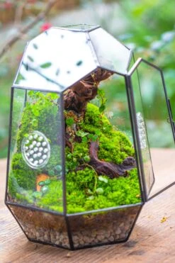 NCYP Close Geometric Tin Glass Terrarium With Door, Vent, Insect Bug Terrarium -Terrarium Plant Hub IMG 7270