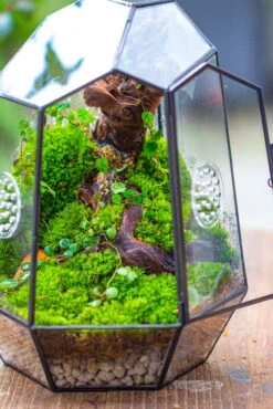 NCYP Close Geometric Tin Glass Terrarium With Door, Vent, Insect Bug Terrarium -Terrarium Plant Hub IMG 7271
