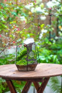 NCYP Close Geometric Tin Glass Terrarium With Door, Vent, Insect Bug Terrarium -Terrarium Plant Hub IMG 7272